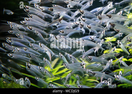 The image of Aquarium in Dubai Mall, UAE Stock Photo