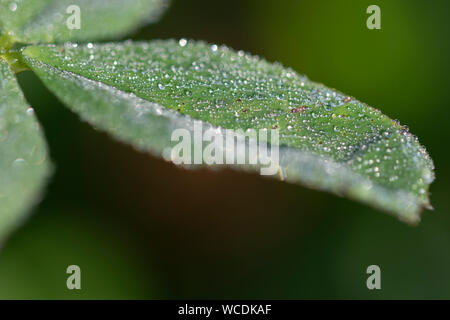 Dew on a clover leaf Stock Photo