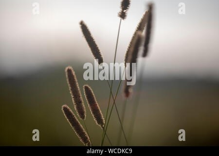 Grass in the sunlight Stock Photo