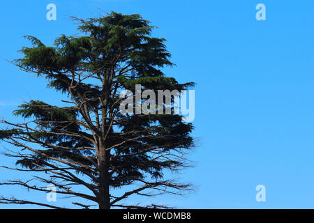 The Deodar Cedar tree against a blue sky. Stock Photo