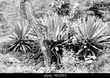 Blue Agave plants growing in the wild in monochrome. Stock Photo