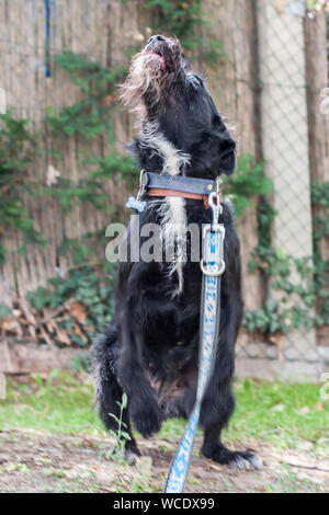 Adorable mixed breed border collie x schnauzer schnollie Stock Photo