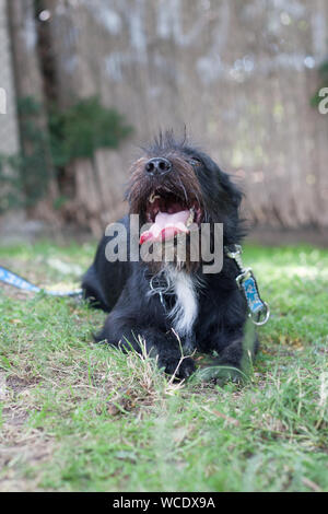 Adorable mixed breed border collie x schnauzer schnollie Stock Photo