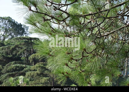 Small Pine branches in the foreground and a Deodar Cedar tree in the background. Stock Photo