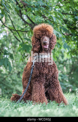 Adorable brown big standard poodle sitting in a park Stock Photo