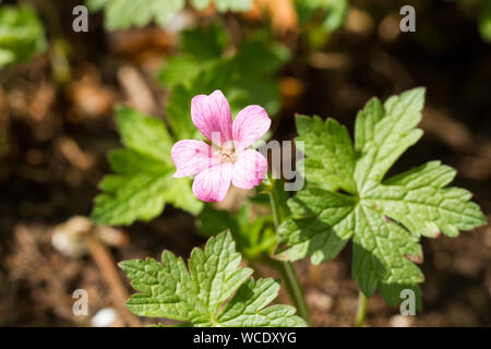 Geranium x oxonianum, 'wargrave-pink' flower in summer. Dorset, United Kingdom Stock Photo