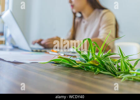 Woman working on laptop in office decorated with green plant Stock Photo
