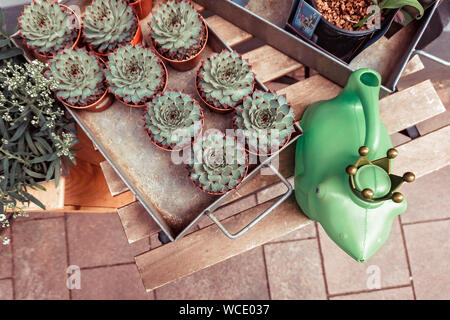 Group of succulents, cacti in pots on wooden table background. Stock Photo