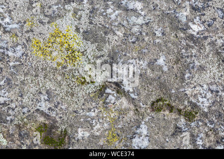 Close-up of a rock surface with lichen. High resolution full frame textured background. Stock Photo