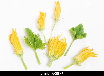 Fresh green zucchini flower and leaves on white background. Stock Photo