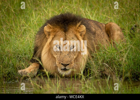 Male lion lies by pond watching camera Stock Photo