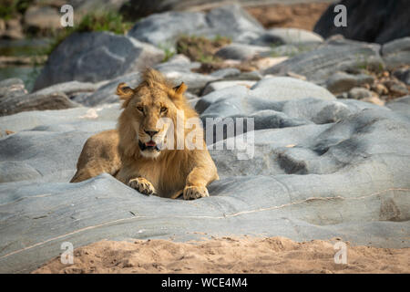 Male lion lies on rocks facing camera Stock Photo