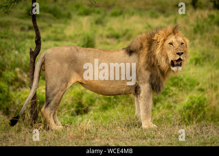 Male lion stands by tree turning head Stock Photo