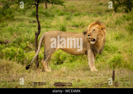 Male lion stands by tree looking back Stock Photo