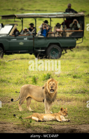 Male lion stands by lioness near truck Stock Photo