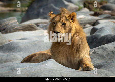 Male lion lies on rocks looking left Stock Photo