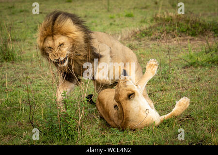 Male lion jumps off lioness after mating Stock Photo