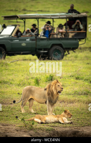 Male lion stands over lioness near truck Stock Photo