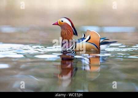 Mandarin Drake; Aix galericulata; Devon; UK Stock Photo