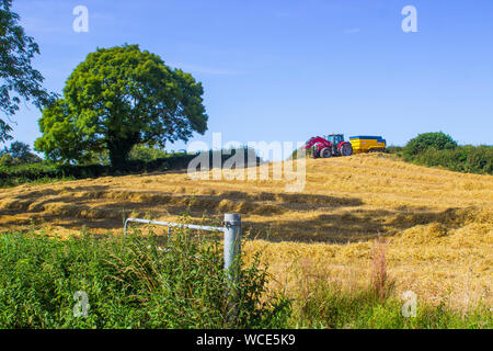 8 August 2019 A large Massey Ferguson tractor and trailer in a County Down field in Northern Ireland during the barley harvest. Stock Photo