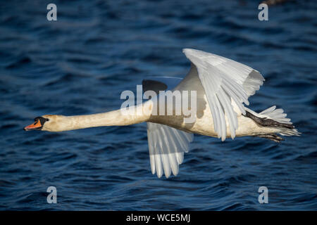 Mute Swan; Cygnus olor; Flight; UK Stock Photo