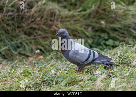 Rock Dove; Columba livia; UK Stock Photo