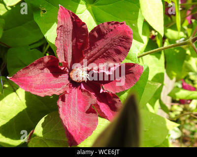 Close up of purple colored Clematis 'Westerplatte' in the garden Stock Photo