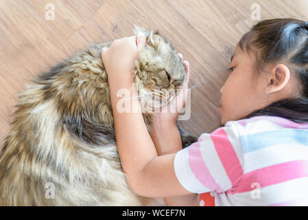 Little girl is playing with  brown scottish fold cat (long hair species) and lying on the floor, Popular pet animal concept Stock Photo
