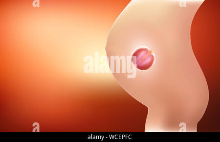 Fetus & Baby in mother's womb Fetus &As illustrated with red tones Stock Photo