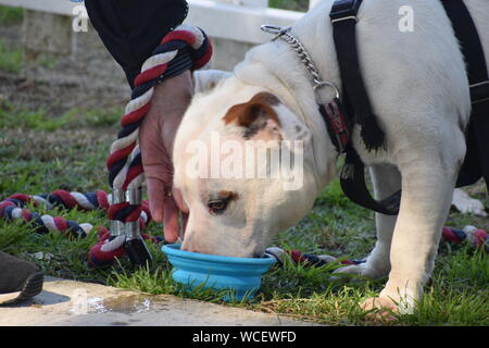 Australian Bull Dog Stock Photo