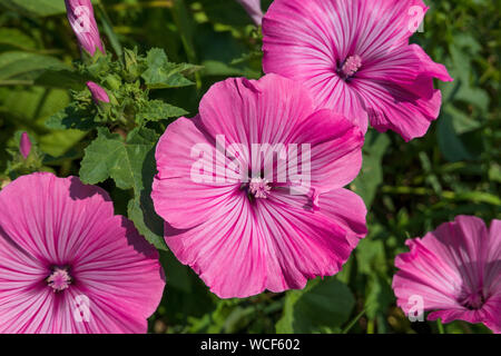 Pink flowers of the annual mallow Stock Photo