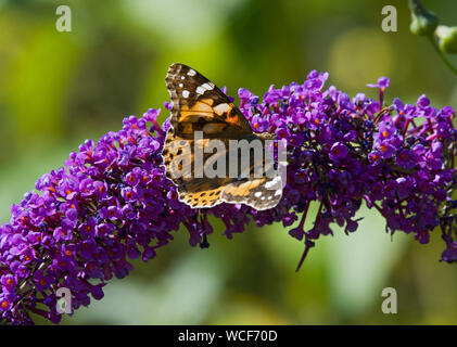 Painted lady butterfly, Cynthia cardui, on Buddleia flower, Lancashire, UK Stock Photo