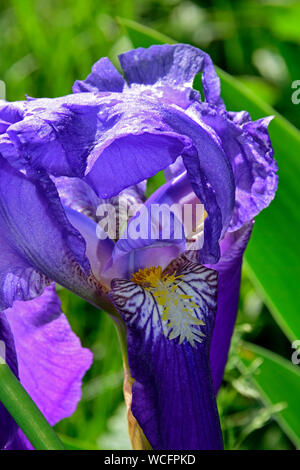 Close up view on side lit bearded blue iris with blurry green background Stock Photo