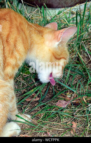 A ginger tabby cat eating grass , lateral close-up view Stock Photo
