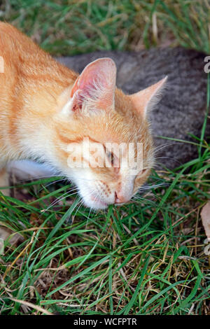 Close-up view on a grass eating ginger tabby cat Stock Photo