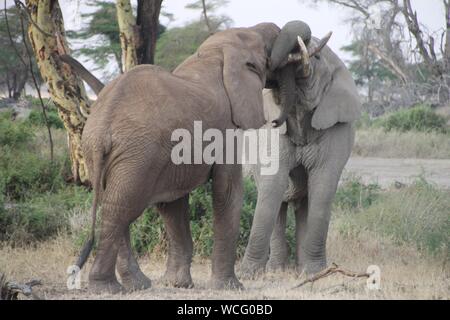 Elephants mating Stock Photo: 47490274 - Alamy