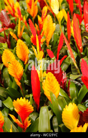 Vriesea for sale. Stock Photo