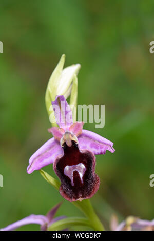 Horseshoe Ophrys Orchid (Ophrys ferrum-equinum) close-up of single flower, Rhodes, Greece, April Stock Photo