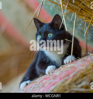 black and white cat Stock Photo