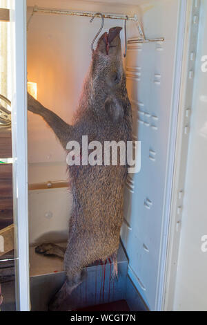 wild boar in freezer Stock Photo