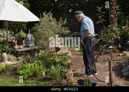 Elderly man watering his garden in Somerset in Summer England Stock Photo