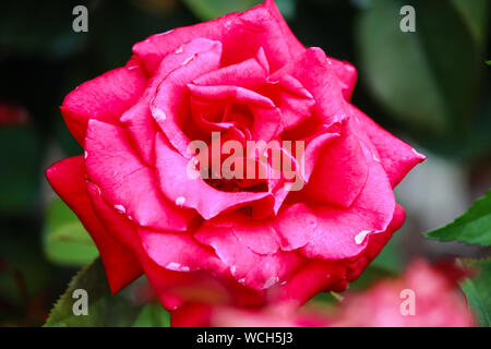 Firefighter Rose - Hybrid Tea - Exceptionally Fragrant rose with red bloom Stock Photo