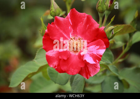 Fourth of July Climbing Rose Stock Photo