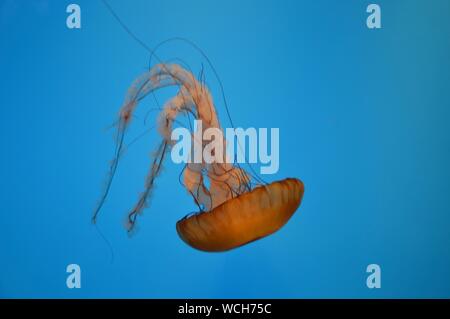 beautiful jellyfish upside down in the water Stock Photo