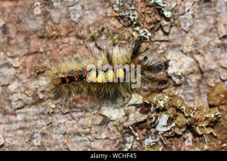 The rusty tussock moth caterpillar Orgyia antiqua on tree bark Stock Photo