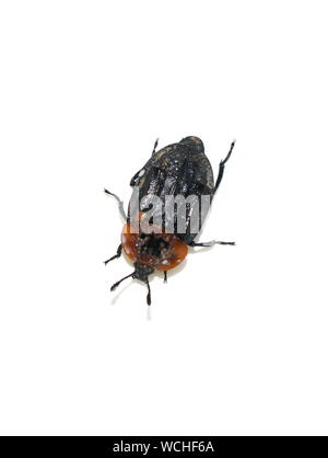 red-breasted carrion beetle Oiceoptoma thoracicum isolated on white background Stock Photo