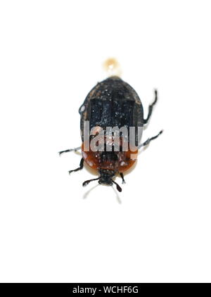 red-breasted carrion beetle Oiceoptoma thoracicum isolated on white background Stock Photo