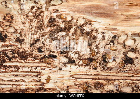 European spruce bark beetle Ips typographus infestion under the bark of a spruce tree Stock Photo