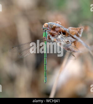 Metallic green damselfly, Chalcolestes viridis, formerly Lestes viridis aka Willow emerald damselfly or Western willow spreadwing. Stunning straight Stock Photo