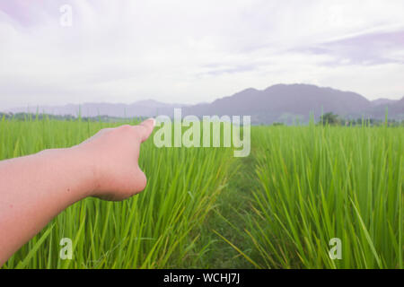 nature green rice filed with hand hand point blue sky beuatiful landscape background Stock Photo